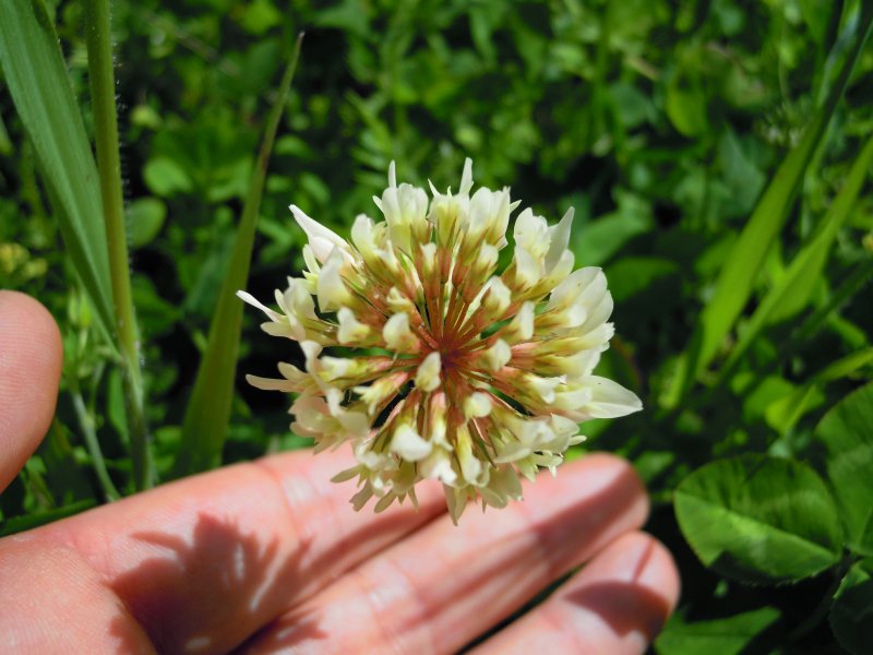 Trifolium repens